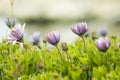 Arctotis grandis. Flowers, petal.