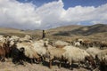 ARDABIL,IRAN- SEPTEMBER 26, 2018: Iranian shepherd and flock of herd of rams and goats at the foot of the inactive volcano Sabalan