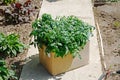 ÃÂ¡ardboard box with tomato seedlings Royalty Free Stock Photo