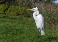 Ardea alba, also known as the common egret, large egret or great white egret or great white heron. Kemeri National Park Royalty Free Stock Photo