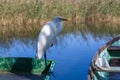 Ardea alba, also known as the common egret, large egret or great white egret or great white heron. Kemeri National Park Royalty Free Stock Photo