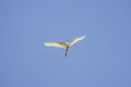 (Ardea alba), in flight
