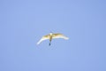 (Ardea alba), in flight