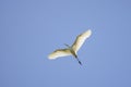 (Ardea alba), in flight