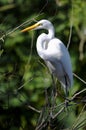 Ardea alba, great egret