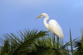 Ardea alba, great egret