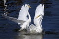 Ardea alba, great egret Royalty Free Stock Photo