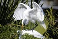 Ardea alba, great egret