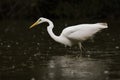 Ardea alba Great egret, big white wading bird on the hunt, orange long beak, full white body, black background, rainy weather Royalty Free Stock Photo