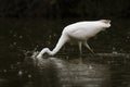 Ardea alba Great egret, big white wading bird on the hunt, orange long beak, full white body, black background, rainy weather Royalty Free Stock Photo