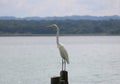 The great white egret long neck and yellow bill