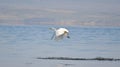spectacular takeoff of a Great egret Royalty Free Stock Photo