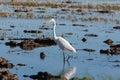 Ardea Alba white egret fishing in the Albufera Natural Park, Valencia, Spain Royalty Free Stock Photo