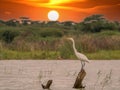 Ardea alba/ white heron portrait Royalty Free Stock Photo