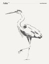 Ardea bird realistic vector illustration, sketch