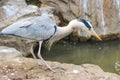 A Ardea cinerea bird looking for the food on the rock stone. Royalty Free Stock Photo