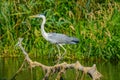 Ardea cinerea - Gray Heron on branch