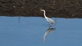 Ardea cinerea Grey heron at Plaiaundi Royalty Free Stock Photo