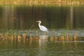 Ardea cinerea heron Royalty Free Stock Photo