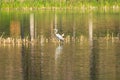 Ardea cinerea heron Royalty Free Stock Photo