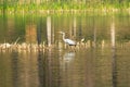 Ardea cinerea heron Royalty Free Stock Photo