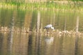 Ardea cinerea heron Royalty Free Stock Photo