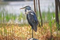 Ardea cinerea heron Royalty Free Stock Photo