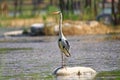 Ardea cinerea heron Royalty Free Stock Photo