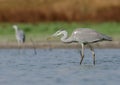 Ardea cinerea Royalty Free Stock Photo