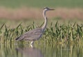 Ardea cinerea Royalty Free Stock Photo