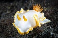 Nudibranch Ardeadoris cf. averni Royalty Free Stock Photo