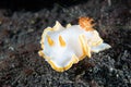 Nudibranch Ardeadoris cf. averni Royalty Free Stock Photo
