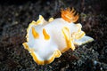 Nudibranch Ardeadoris cf. averni Royalty Free Stock Photo