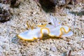 Ardeadoris cf. averni Nudibranch Royalty Free Stock Photo