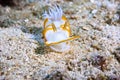 Ardeadoris cf. averni Nudibranch Royalty Free Stock Photo