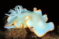 Ardeadoris egretta on Black Background