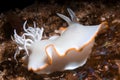 Ardeadoris egretta Nudibranch Royalty Free Stock Photo