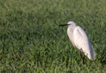 The ardeids are a family of birds of the order Pelecaniformes to which belong, for example, the herons. Royalty Free Stock Photo