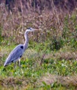 The ardeids are a family of birds of the order Pelecaniformes to which belong, for example, the herons. Royalty Free Stock Photo