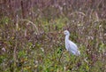 The ardeids are a family of birds of the order Pelecaniformes to which belong, for example, the herons. Royalty Free Stock Photo