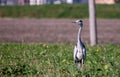 The ardeids are a family of birds of the order Pelecaniformes to which belong, for example, the herons. Royalty Free Stock Photo