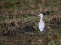 The ardeids are a family of birds of the order Pelecaniformes to which belong, for example, the herons. Royalty Free Stock Photo