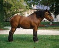 ARDENESE HORSE AT THE HARAS DE COMPIEGNE IN FRANCE Royalty Free Stock Photo