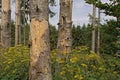 Ardennes forest detail with pine trunks and wood ragwort flowers