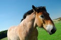 Ardennes horse on blue sky Royalty Free Stock Photo