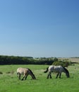 Ardennes horses on blue sky Royalty Free Stock Photo