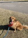 Retriever dog sits in the bright sun with white red white ribbon