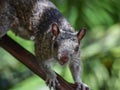 Ardilla hembra curiosa