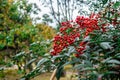 Ardisia crenata Christmas berry, coral berry red fruits and dark green leaves, native to East Asia,in Kenroku-en Garden,Kanazawa
