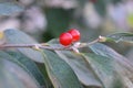 Ardisia fruits on leafy branches.